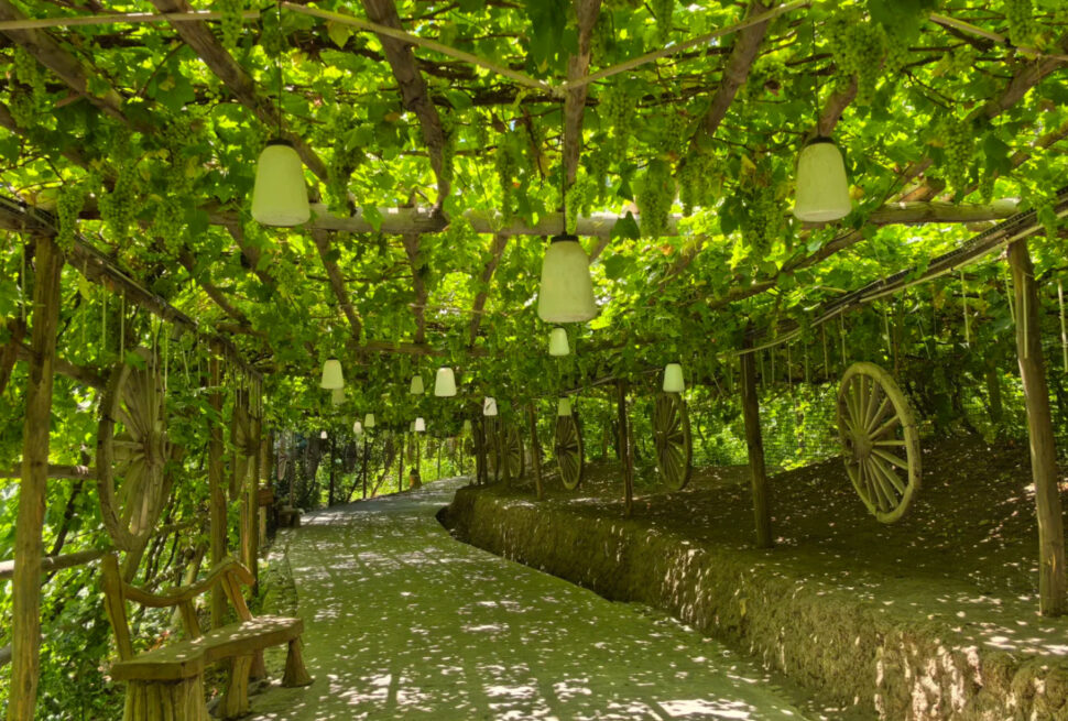A lush green pathway shaded by grapevine trellis with hanging lanterns and wooden wheels,Turpan Grape Valley,Turpan,Xinjiang,Chinatravel