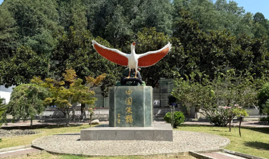 Discover the Beauty of Hanzhong Crested Ibis Nature Reserve