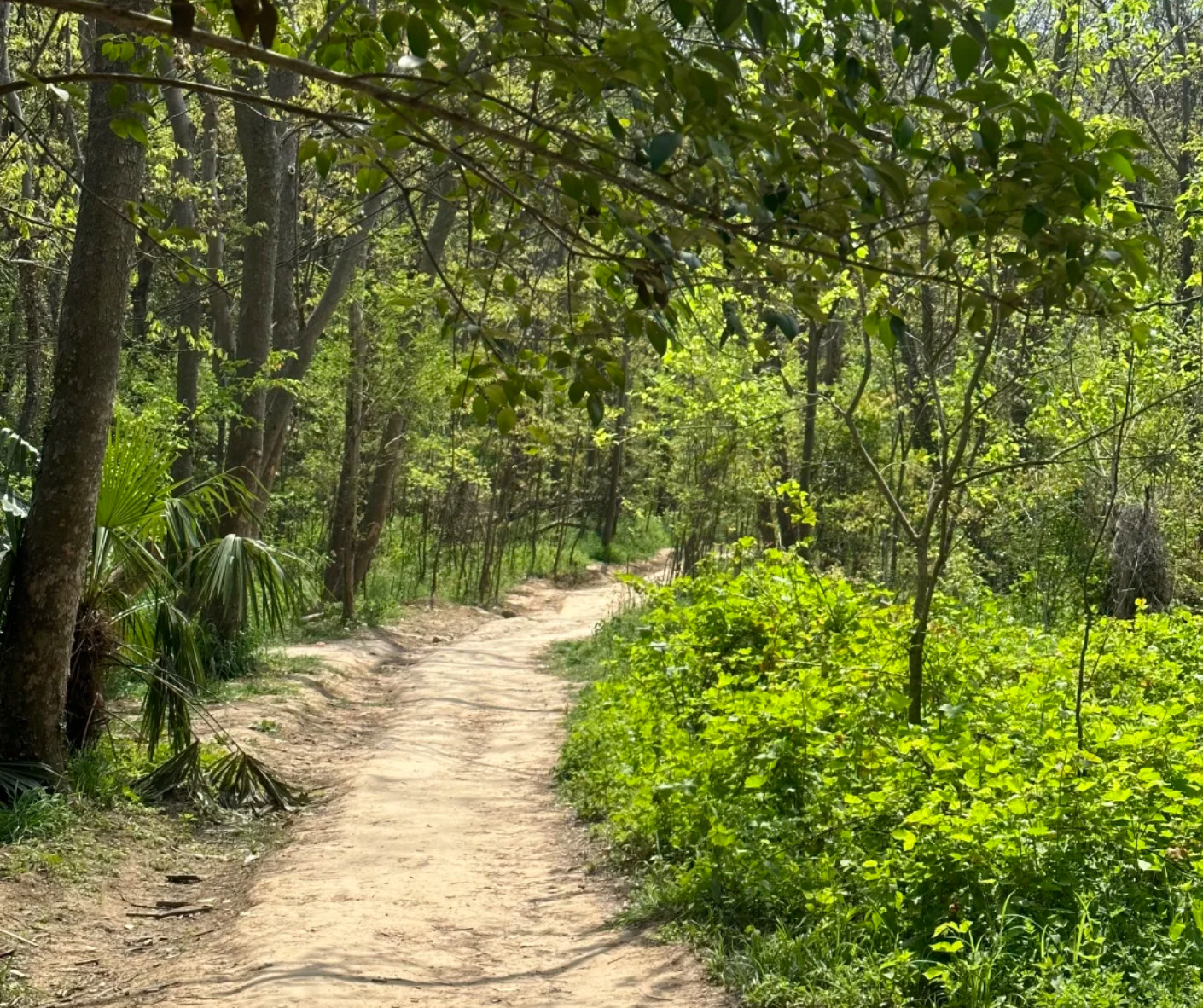 Cry ”Purple Emperor”pulau Lingga【KN】 Beginner's Guide to Hiking Purple Mountain in Nanjing
