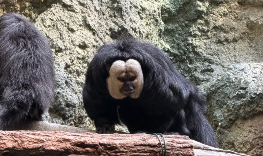 Nanjing Zoo Magic Moments for Family Fun