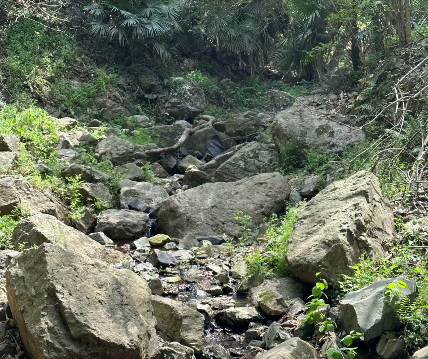 Cry ”Purple Emperor”pulau Lingga【KN】 Beginner's Guide to Hiking Purple Mountain in Nanjing