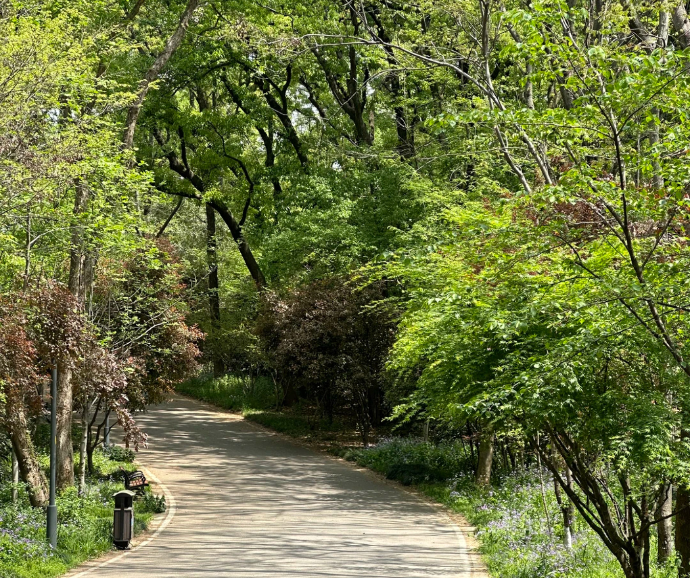 Cry ”Purple Emperor”pulau Lingga【KN】 Beginner's Guide to Hiking Purple Mountain in Nanjing