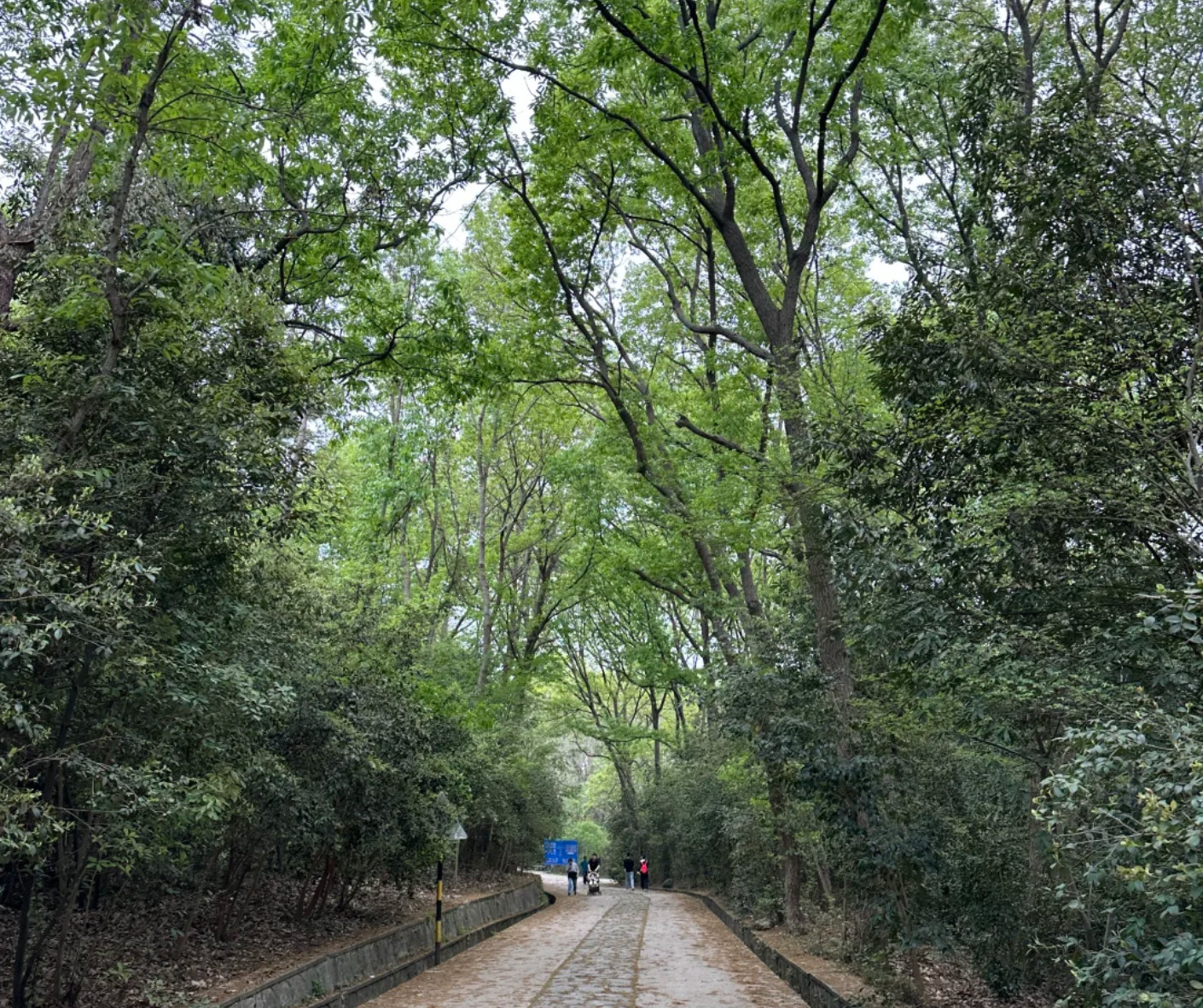 Beginner's Guide to Hiking Purple Mountain in Nanjing