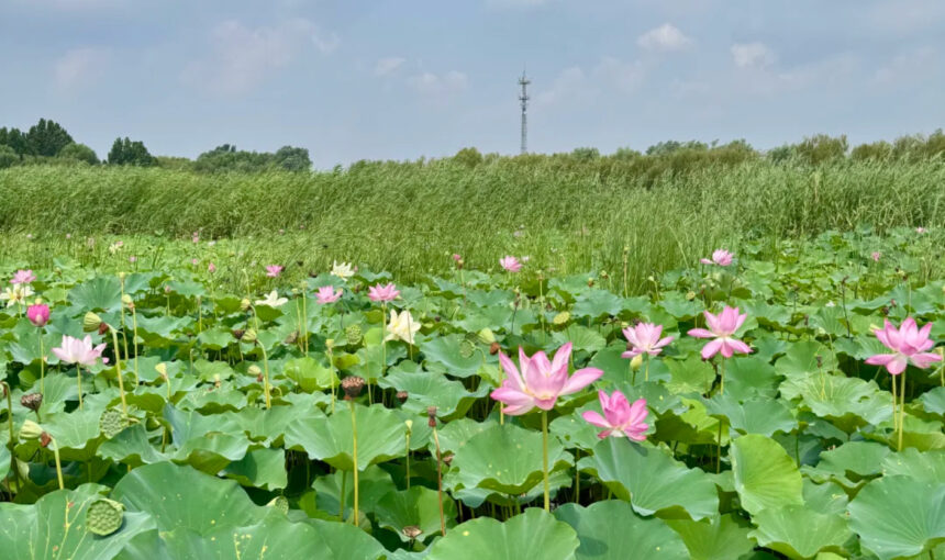 Recommended Activities and Attractions at Baiyangdian Lake