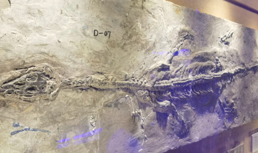 Family-Friendly Guide to China Dinosaur Park