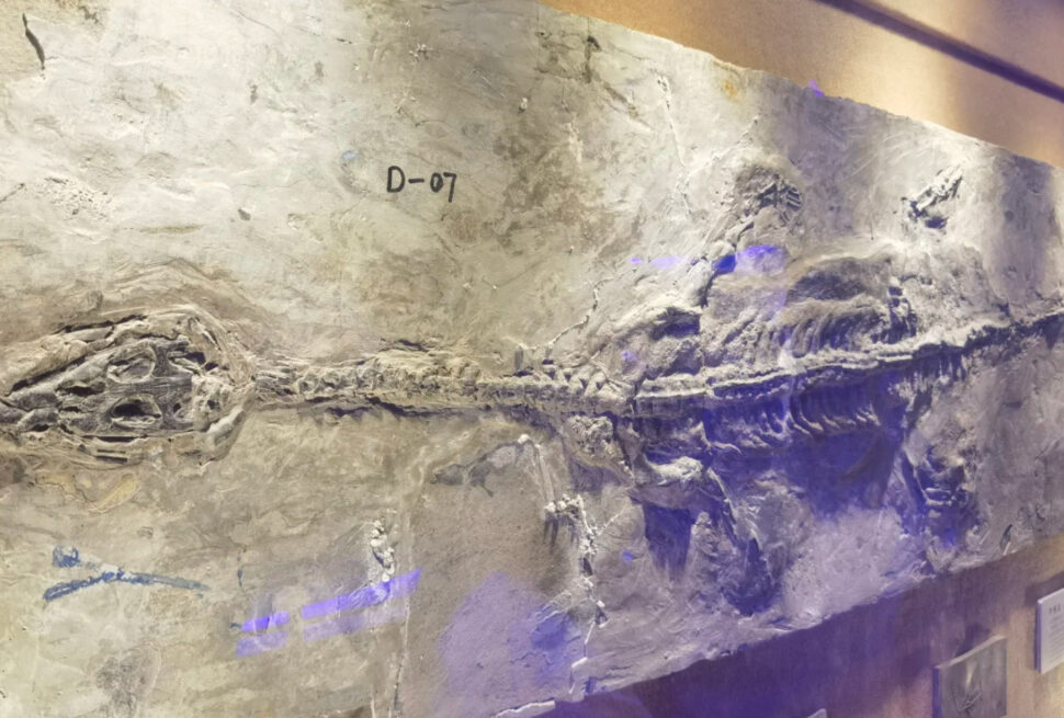 Museum display: a large slab with a long fossil imprint running horizontally, labeled D-07 on the wall behind it.