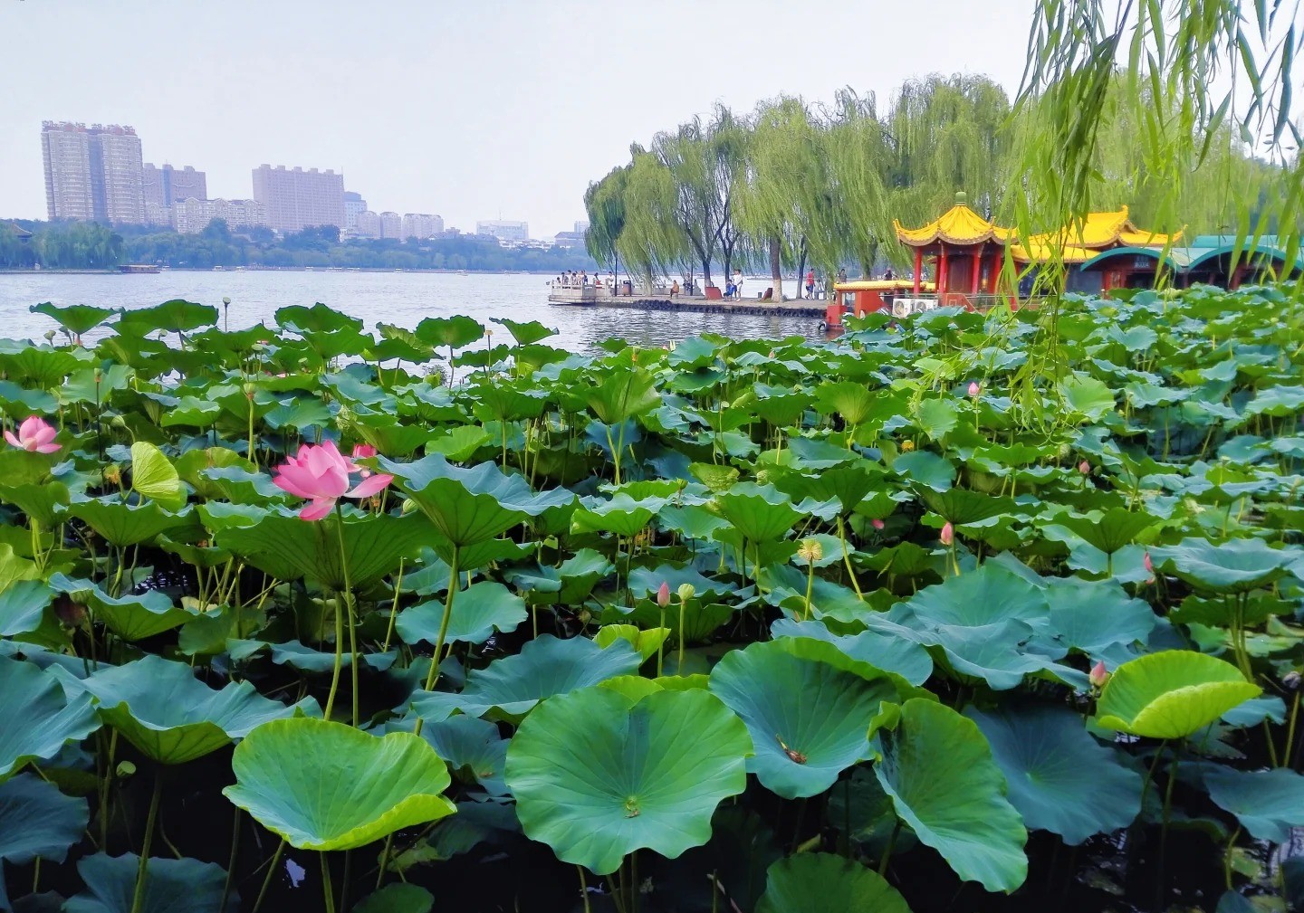 Lotus pond with pink flowers, trees, and city skyline in the background.