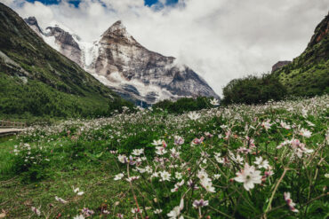 Shangri-La Weather,Yunnan,Chinatour Scenic view of snow-capped mountains, green valley, and blooming flowers in a national park in China.