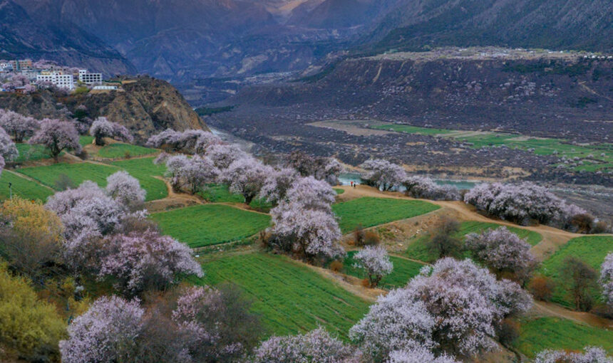 Discover the Best of Bomi Peach Blossom Valley in 2026