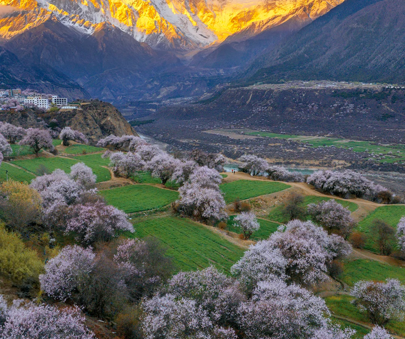 Terraced green fields with pink-blossomed trees in a valley and snow-covered mountains glowing at sunset.