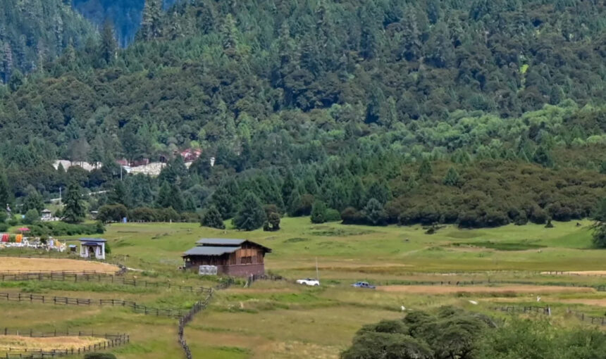 2026 Lulang Forest Guide for First-Time Visitors