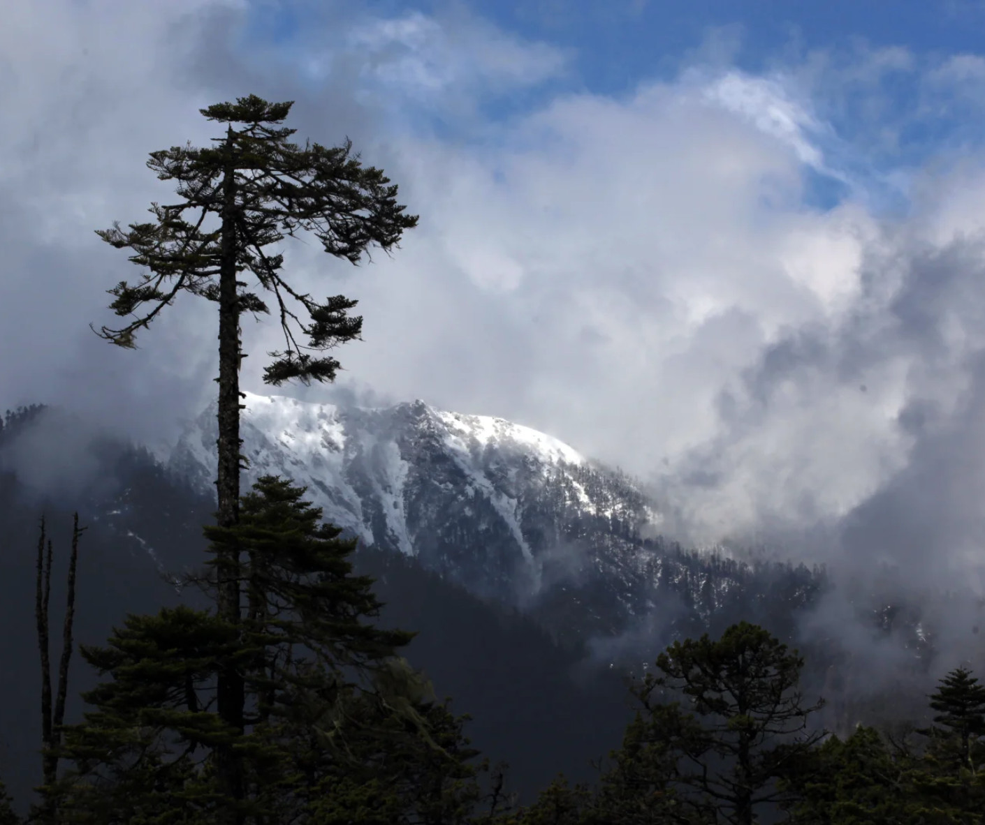Tall pine tree in foreground with snow‑capped mountains and a cloudy sky in the background.