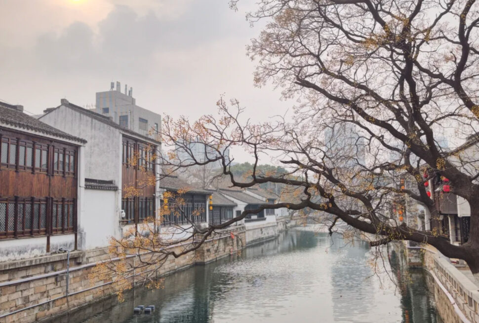 Calm canal lined with white-walled buildings and a large bare tree arching over the water at sunset.