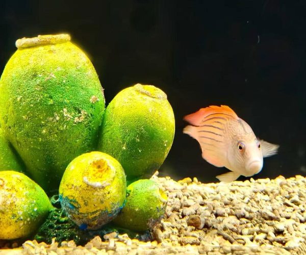 Fish swims near bright green algae-covered rocks on a gravelly aquarium floor; dark background emphasizes the white-orange striped fish with an orange dorsal fin.
