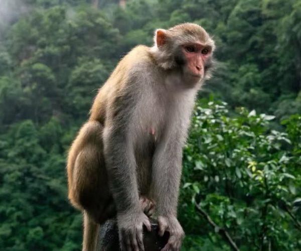 Macaque sitting on a rock with a dense green forest in the background.