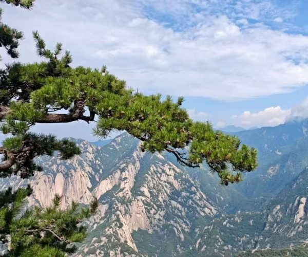 Pine branch extends over a rocky mountain valley with blue sky and distant peaks in the background.](https://)