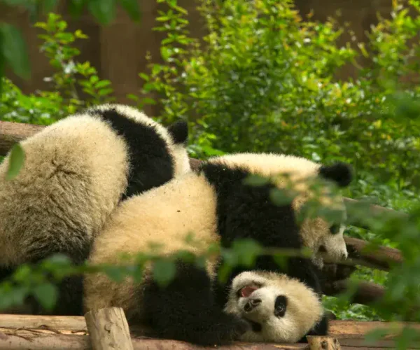 Two pandas lounging and playfully stacked on a wooden platform in a lush, green enclosure.
