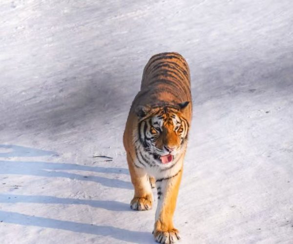 Tiger walking toward the camera on a snowy terrain, tongue sticking out, showing orange fur with black stripes.