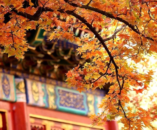 Fragrant Hill, beijing, chinatravel, Autumn maple branches with orange leaves framing a colorful traditional temple facade in the background.