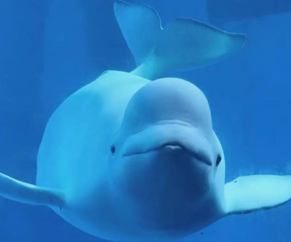 Guangzhou Ocean World,Guangzhou,Chinatour Close-up of a smiling beluga whale swimming toward the camera in clear blue water.