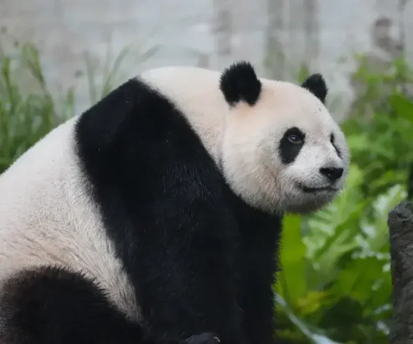Adult giant panda sitting in a green enclosure, looking to the right.