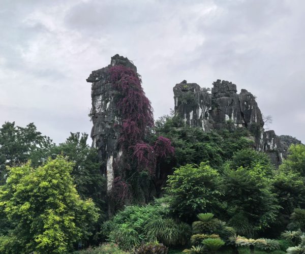 Seven Star Park,Guilin,Chinatravel Tall jagged rock pinnacles with purple flowering vines climbing one column, surrounded by green trees in a garden setting.