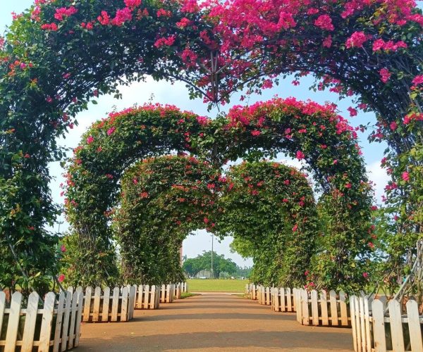 Evergreen Park,Haikou,Chinatravel Path through flowered arches of pink bougainvillea, lined with white picket fences in a sunny park garden.