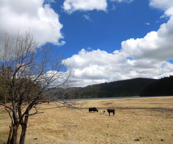 Yunnan Weather,Yunan,Chinatravel Open grassland by a lake with a leafless tree in the foreground and three cattle grazing under a blue, cloudy sky.