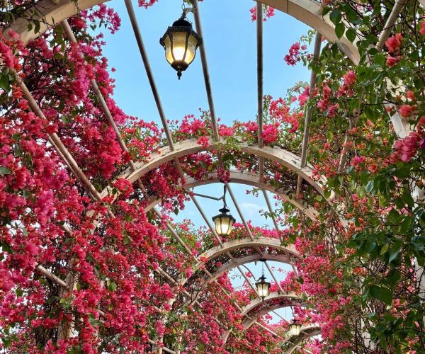 Qingxiu Mountain Scenic Area,Nanning,Chinatravel Archway covered in pink bougainvillea with hanging lanterns against a blue sky.