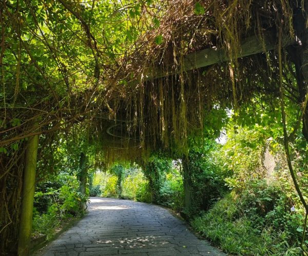 Xiamen Botanical Garden,Xiamen,Chinatravel Stone pathway winding through a leafy tunnel formed by overhanging vines and hanging roots overhead