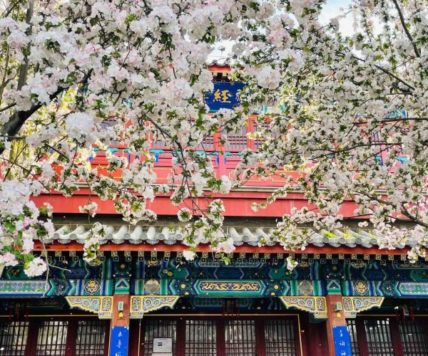 Baoding Ancient Lotus Pool,Baoding,China tour Cherry blossoms frame a traditional Chinese temple with red walls and ornate blue-green detailing.