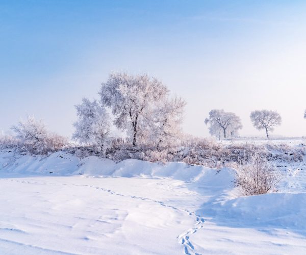 Jilin Weather,Jilin Province,China tour Snow-covered field with frost-coated trees under a pale blue winter sky, quiet and serene.