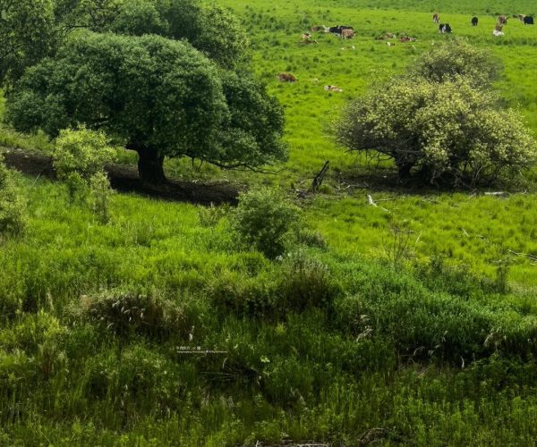 Ergun Wetland,Hulunbuir,Chinatrip Green field with grazing cows and scattered trees, a small stream in the foreground, and distant woods under a clear sky.