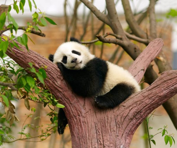 Sleeping giant panda baby, panda, chengdu, sichuan, china, china tour, Panda cub resting on a pink tree trunk, chin on its paws, with green leaves around.