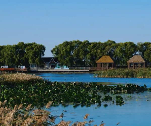 Fujin National Wetland Park,Jiamusi,Chinatravel Calm lake with a boardwalk, two thatched gazebos, and water lilies; reeds in the foreground and trees along the shore under a clear blue sky.