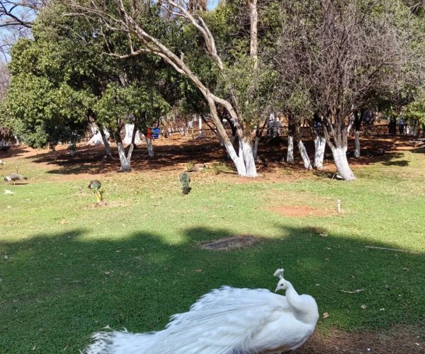 Kunming Wildlife Park,Kunming,Chinatravel White peacock with long tail feathers standing on a grassy park lawn as trees loom in the background.