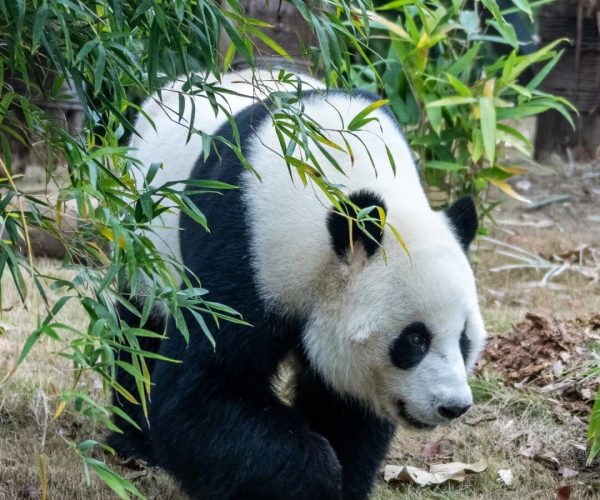 Wuhan Zoo & Panda House,Wuhan,Chinatravel Giant panda sitting on grass behind bamboo, facing downward among green leaves.