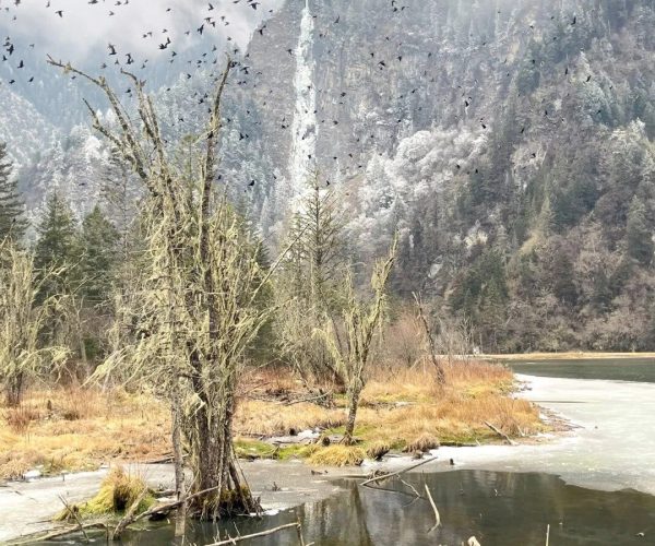 Bipenggou,Westren Sichuan,Chinatravel Winter scene: a partially frozen lake with bare trees in the foreground, snow-dusted mountains in the background, and a flock of birds flying overhead