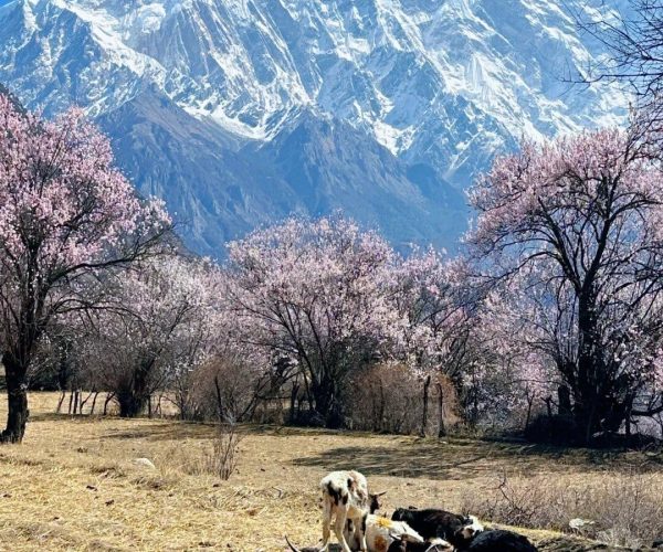 Bomi Peach Blossom Valley,Nyingchi,China tour Snowy mountain range under a blue sky, with pink-blossomed trees in the foreground and cows resting in a dry field.