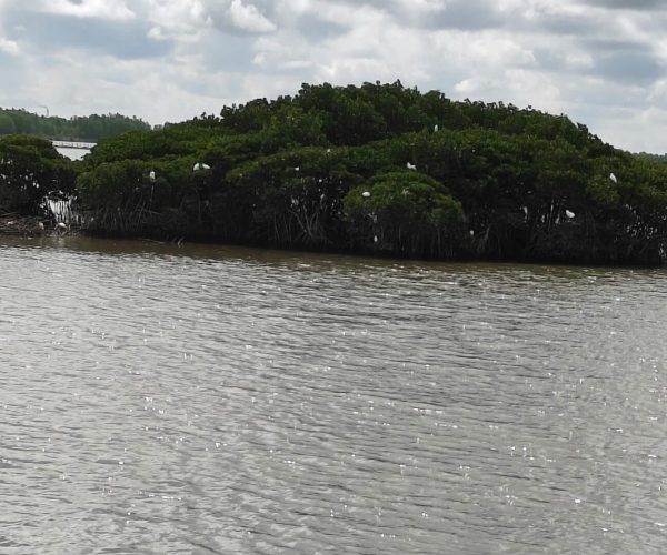 Zhanjiang Mangrove National Nature Reserve,Zhanjiang,Chinatravel Mangrove island with dense green foliage rising from calm water; white birds perched among the branches.