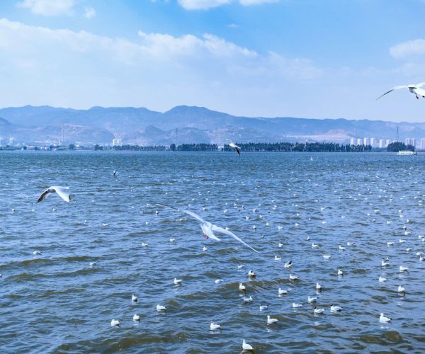 Dianchi Lake,Kunming,Chinatrip Seaside scene with hundreds of seagulls on the water and a few soaring above, mountains and buildings in the distance under a blue sky, calm waves.