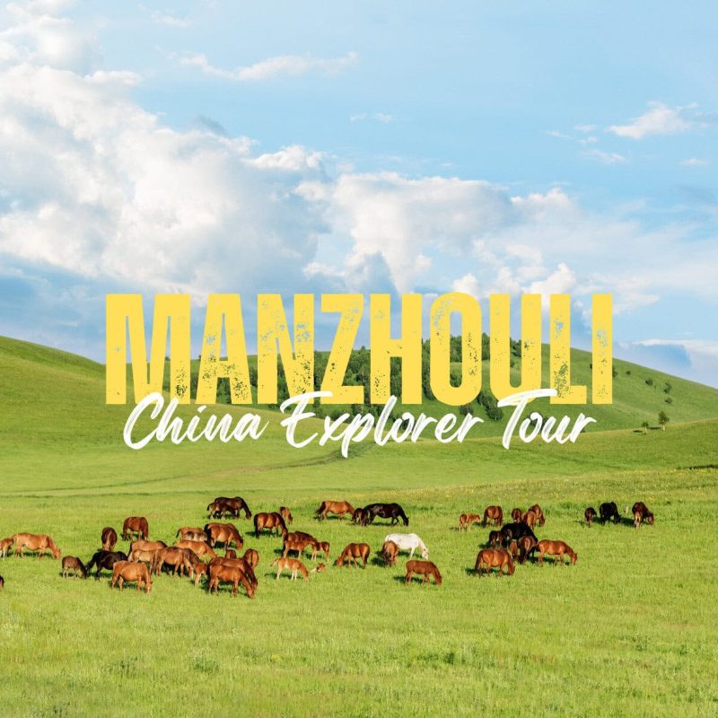 Manzhouli,Inner Mongolia,China tour Promotional banner on a grassy hillside: bold yellow 'MANZHOUOLI' with white 'China Explorer Tour' text over a herd of horses. ``Yes``