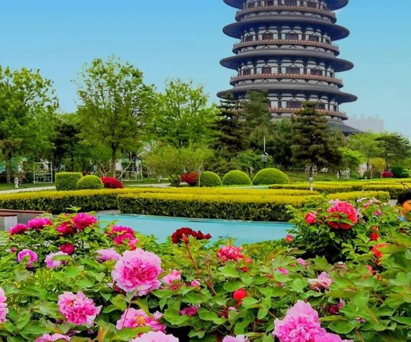 Luoyang Peony Gardens,Luoyang,Chinatravel Multi-tiered Chinese pagoda rises above a landscaped garden with pink peonies in the foreground and a clear blue sky.