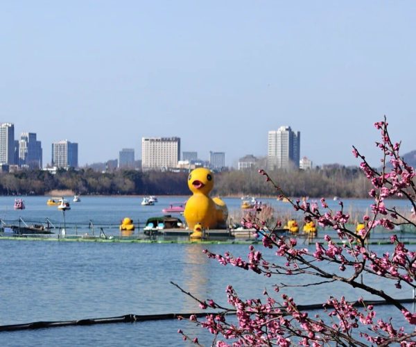Xuanwu Lake Park,Nanjing,China tour A large yellow rubber duck on a lake with a city skyline in the background and pink blossoms in the foreground.