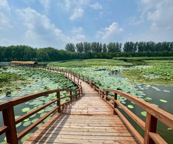 Baiyangdian Lake,Baoding,China tour Curved wooden boardwalk over a pond full of lily pads, leading toward a line of trees under a blue, partly cloudy sky.