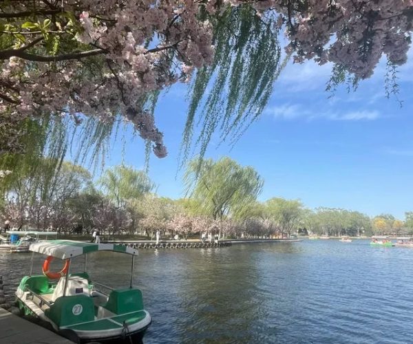 Shijiazhuang Botanical Garden,Shijiazhuang,China tour Cherry blossoms hang over a lakeside walkway with green pedal boats docked along the shore and a calm blue lake nearby.