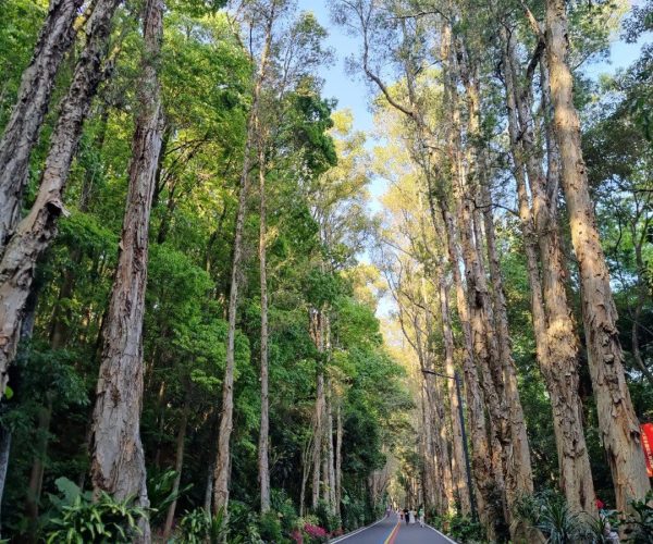 Fuzhou National Forest Park,Fuzhou,Chinatravel Paved road flanked by tall trees forming a canopy, with blue, yellow, and red center stripes and people walking in the distance.