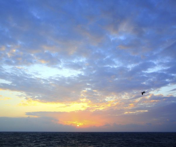 Fujian Weather,Fujian,Chinatravel Sunset over the ocean with a cloudy sky and a single seabird flying near the right side of the frame on the horizon edge.