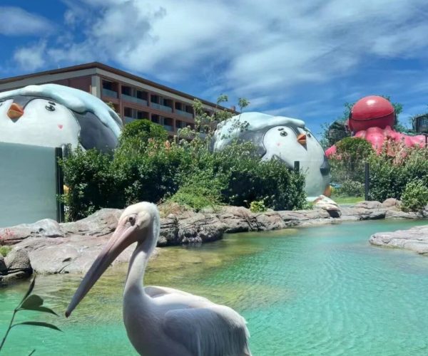Zhoushan Changqiao Ocean Park,Zhoushan,Chinatravel Pelican perched on a rock beside a turquoise pond, with giant penguin sculptures and a pink octopus building in the background.