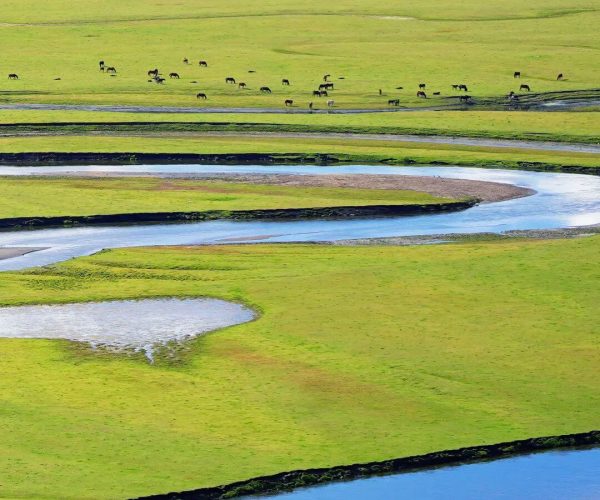 Mergel Gol River,Hulunbuir,Chinatrip Aerial view of a bright green valley with winding blue rivers and a small herd of horses grazing in the distance.